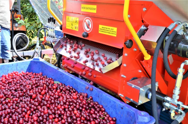 Sistema de descarga de cerezas en la vibradora automática GACEK con cinta transportadora