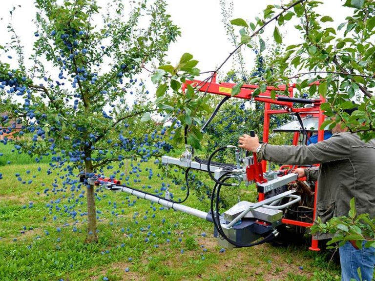 Secoueur d'arbre Petska en fonctionnement avec opérateur et bras vibrant sur un arbre fruitier
