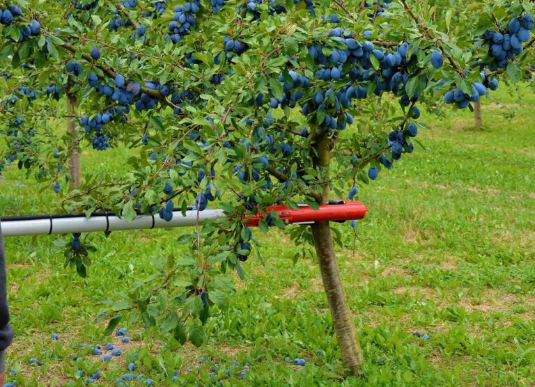 Pinza de la vibradora PESTKA sujeta al tronco de un ciruelo cargado de frutos, lista para la recolección